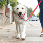 Cane avvelenato in Stradone Martiri della Libertà a Parma