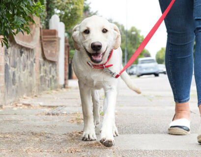 Cane avvelenato in Stradone Martiri della Libertà a Parma