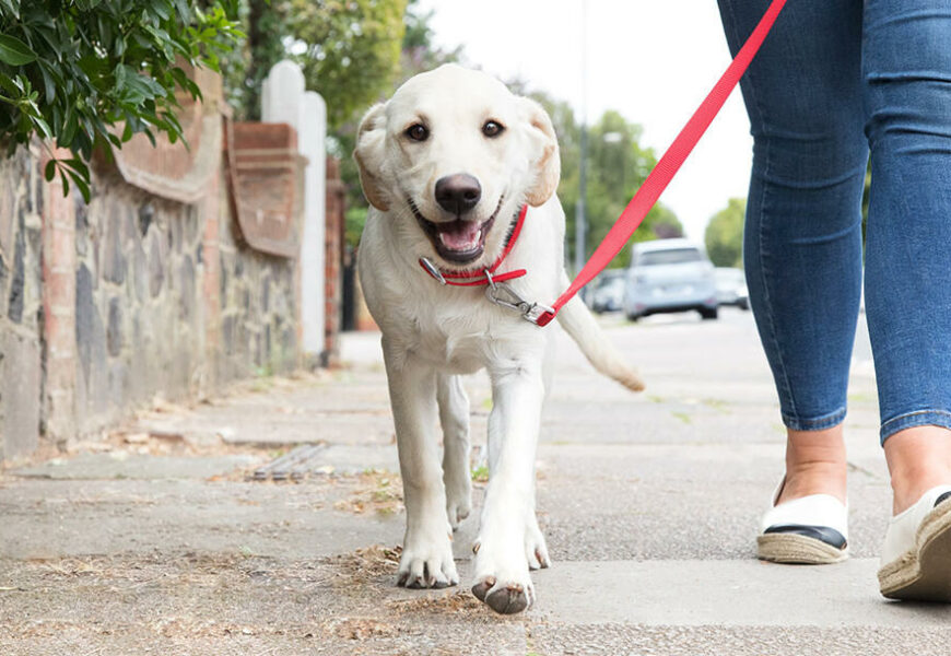 Cane avvelenato in Stradone Martiri della Libertà a Parma