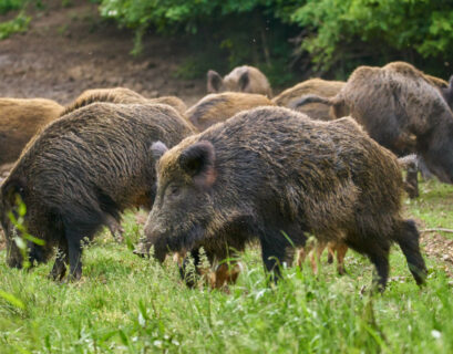 Peste suina in Emilia Romagna, la regione chiede lo stato di calamità