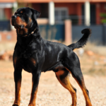 25enne arrestato in via Trento dopo un inseguimento, aveva tentato di aizzare un rottweiler contro gli agenti