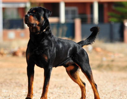 25enne arrestato in via Trento dopo un inseguimento, aveva tentato di aizzare un rottweiler contro gli agenti