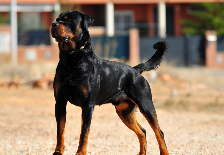 25enne arrestato in via Trento dopo un inseguimento, aveva tentato di aizzare un rottweiler contro gli agenti