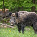 caso di peste suina nella provincia di Parma