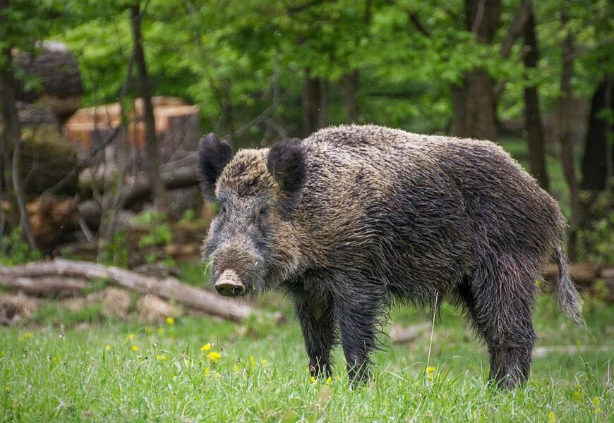 caso di peste suina nella provincia di Parma