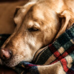 Gli ospiti della Residenza per Anziani di Alberi hanno realizzato delle coperte per i cani del canile municipale