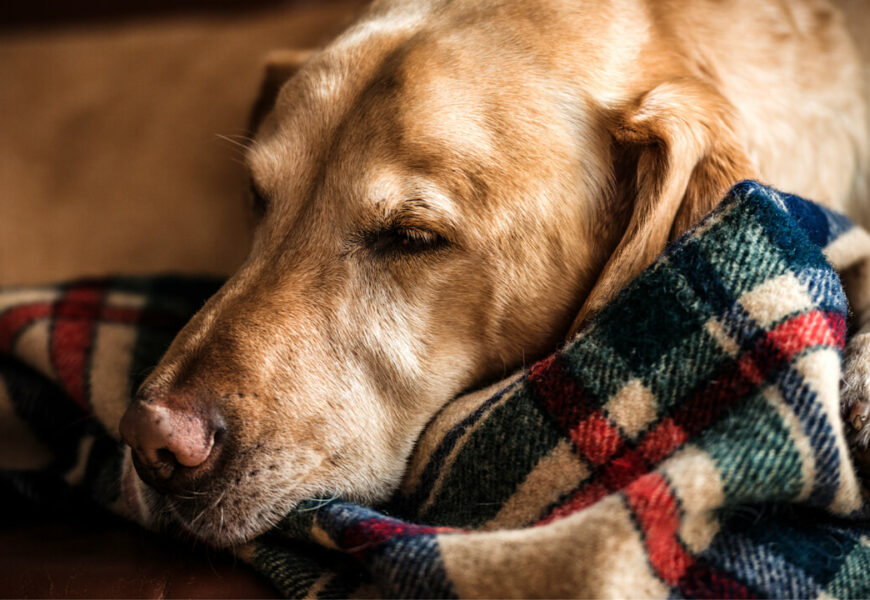 Gli ospiti della Residenza per Anziani di Alberi hanno realizzato delle coperte per i cani del canile municipale