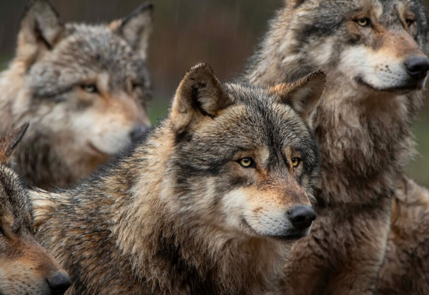 Lupi in crescita, la provincia di Parma fra le più colpite dagli attacchi