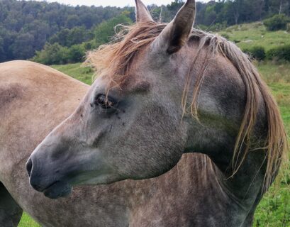 Aperta un'inchiesta per omicidio colposo rispetto alla morte di Arianna Giaroli, rimasta uccisa in seguito ad un incidente con un cavallo