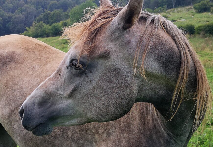 Aperta un'inchiesta per omicidio colposo rispetto alla morte di Arianna Giaroli, rimasta uccisa in seguito ad un incidente con un cavallo