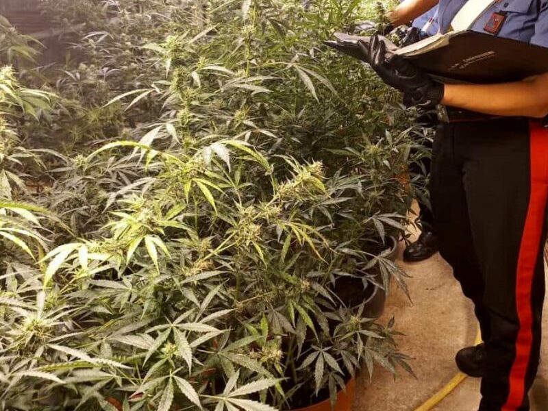 Scoperta una coltivazione illegale di marijuana a nord di Parma