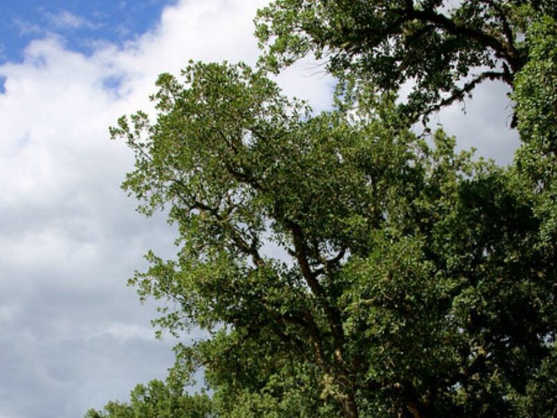 Vento forte a Parma e provincia: cadono alberi e grossi rami